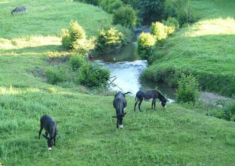 photo 13 Location entre particuliers La Bastide-Clairence gite Aquitaine Pyrnes-Atlantiques Vue extrieure de la location