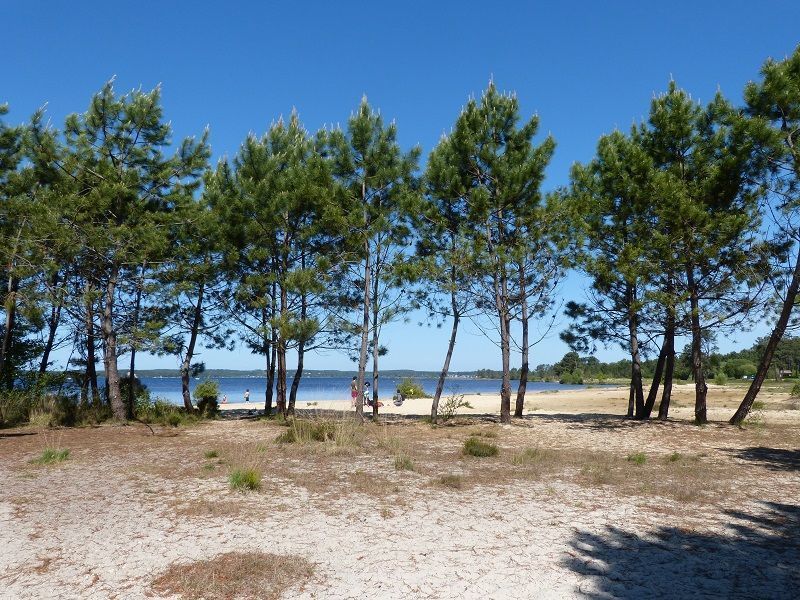 photo 15 Location entre particuliers Lacanau maison Aquitaine Gironde Plage