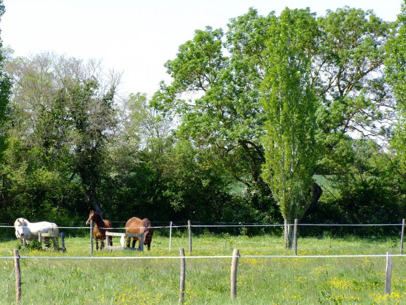 photo 4 Location entre particuliers Jard sur mer gite Pays de la Loire Vende