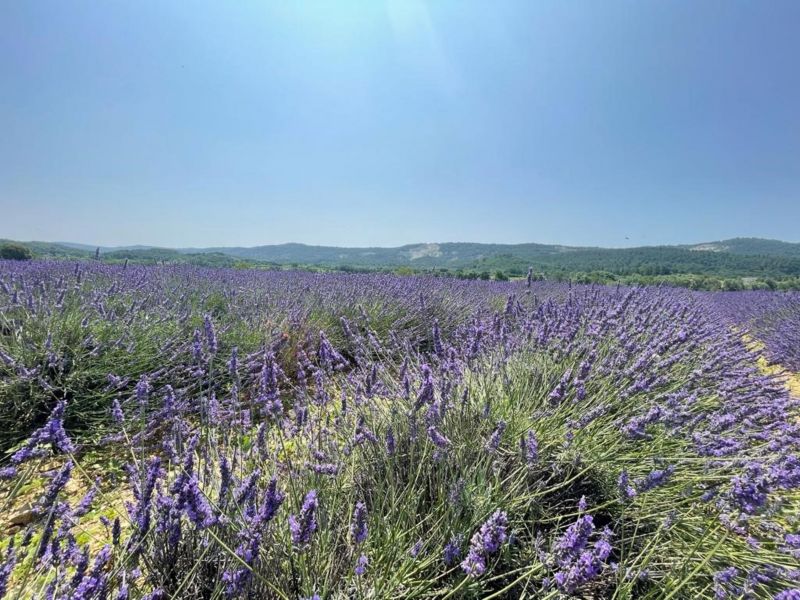 photo 6 Location entre particuliers Apt villa Provence-Alpes-Cte d'Azur Vaucluse Vue  proximit