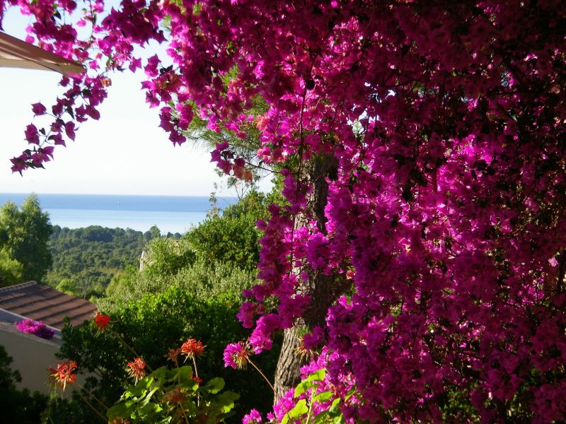 photo 2 Location entre particuliers Porto Vecchio villa Corse Corse du Sud Vue de la terrasse