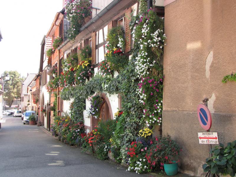 photo 12 Location entre particuliers Ribeauvill appartement Alsace Haut-Rhin Vue  proximit