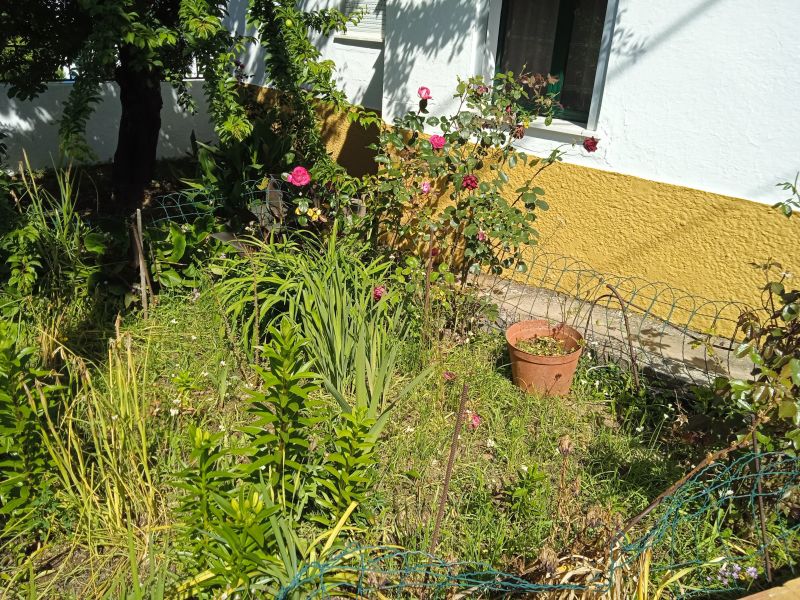 photo 9 Location entre particuliers Evora maison Alentejo  Jardin