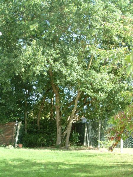 photo 11 Location entre particuliers Fouras villa Poitou-Charentes Charente-Maritime Jardin