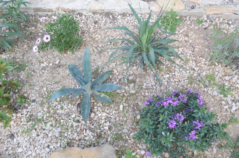 photo 14 Location entre particuliers La Ciotat gite Provence-Alpes-Cte d'Azur Bouches du Rhne Jardin