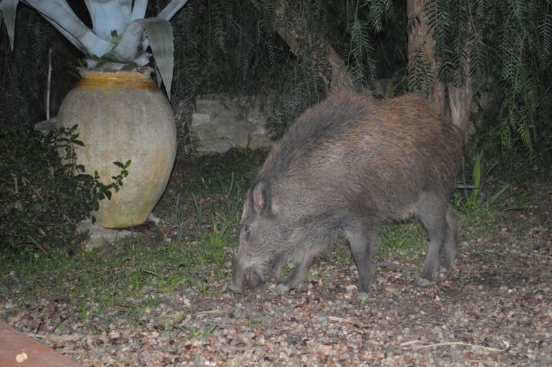 photo 24 Location entre particuliers La Ciotat gite Provence-Alpes-Cte d'Azur Bouches du Rhne Jardin