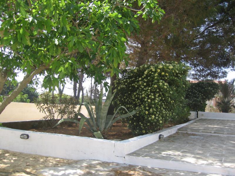 photo 17 Location entre particuliers Pescoluse appartement Pouilles Lecce (province de) Jardin