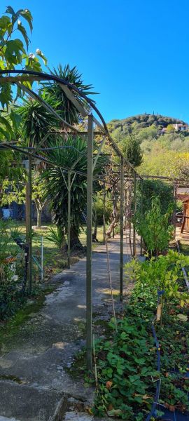 photo 11 Location entre particuliers Ceret appartement Languedoc-Roussillon Pyrnes-Orientales Jardin