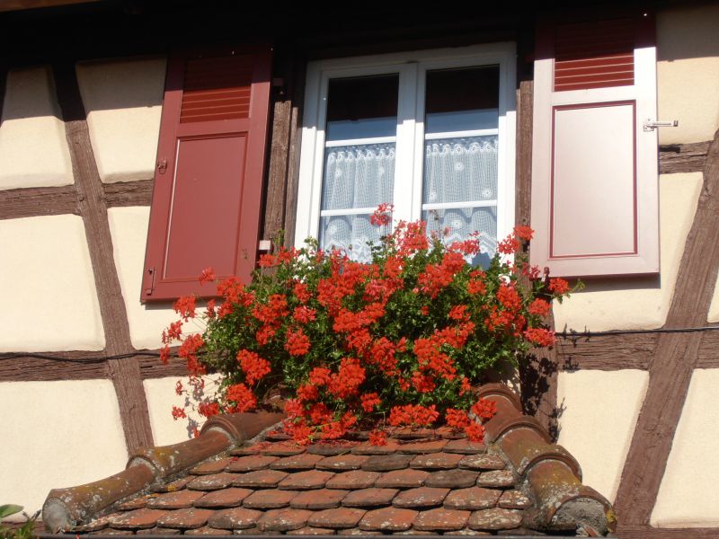 photo 4 Location entre particuliers Colmar gite Alsace Haut-Rhin