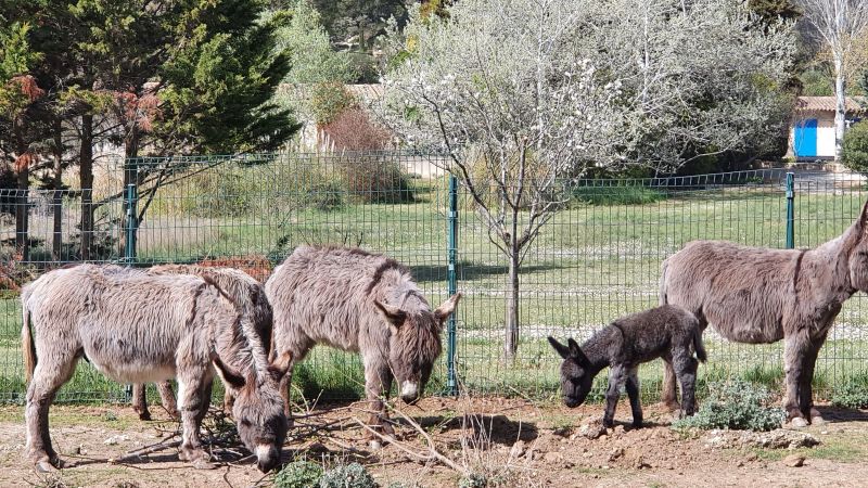 photo 26 Location entre particuliers Les Baux de Provence gite Provence-Alpes-Cte d'Azur Bouches du Rhne Jardin