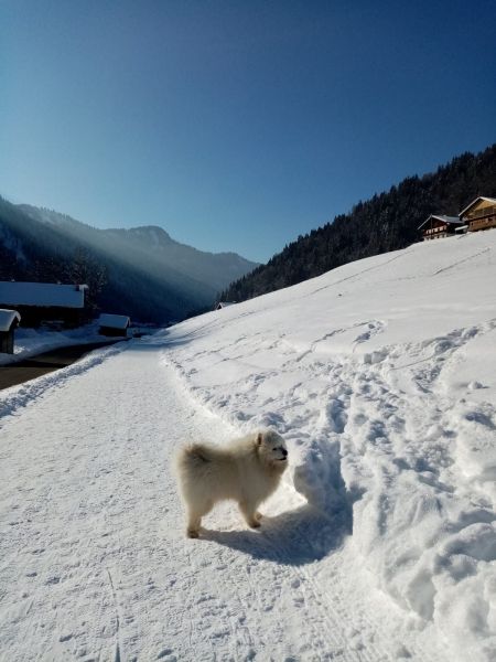 photo 21 Location entre particuliers Le Grand Bornand appartement Rhne-Alpes Haute-Savoie Vue depuis la location