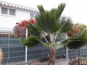 Locations vacances Rivire Sale: appartement n 15113
