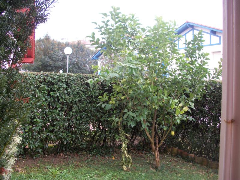 photo 10 Location entre particuliers Hendaye appartement Aquitaine Pyrnes-Atlantiques Jardin