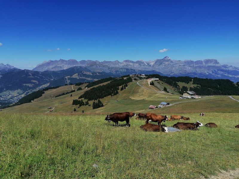 photo 9 Location entre particuliers Saint Gervais Mont-Blanc studio Rhne-Alpes Haute-Savoie Vue  proximit