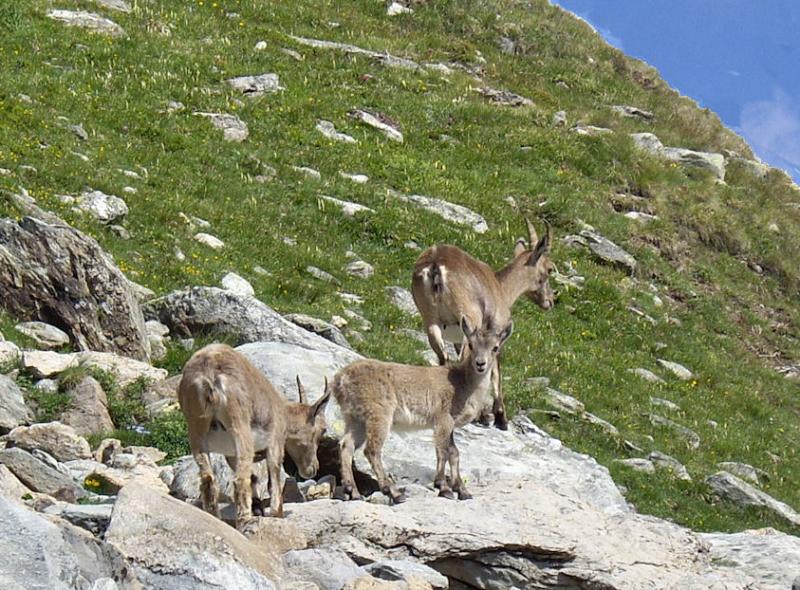 photo 14 Location entre particuliers Termignon la Vanoise gite Rhne-Alpes Savoie