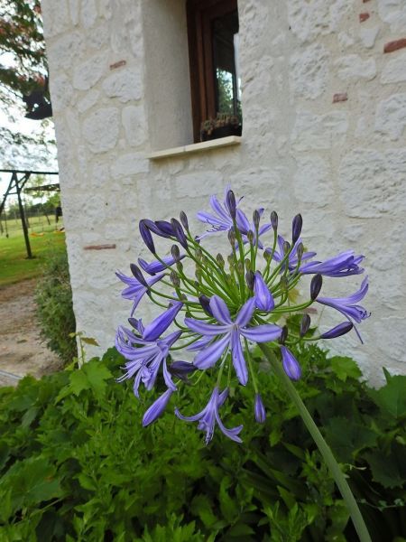 photo 13 Location entre particuliers Bergerac gite Aquitaine Dordogne Jardin