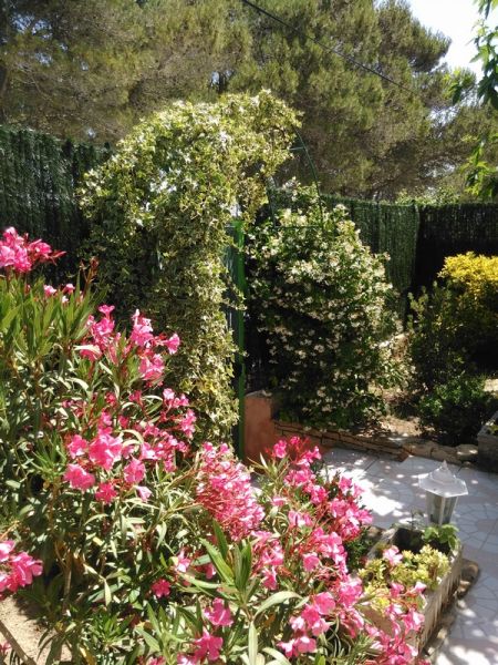 photo 8 Location entre particuliers Le Castellet bungalow Provence-Alpes-Cte d'Azur Var Jardin