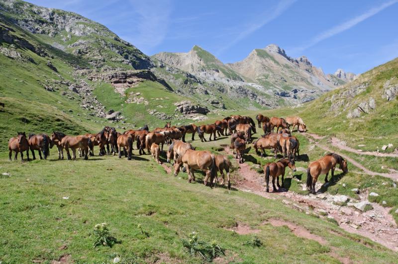 photo 17 Location entre particuliers Saint Lary Soulan studio Midi-Pyrnes Hautes-Pyrnes Vue  proximit