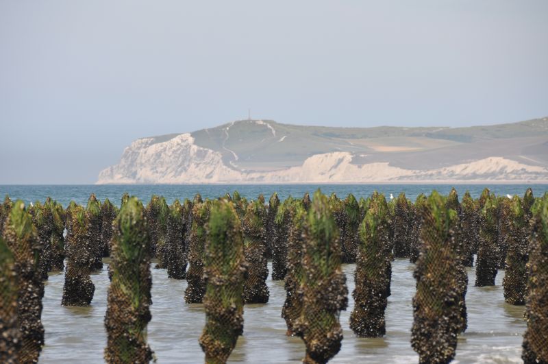 photo 19 Location entre particuliers Wissant gite Nord-Pas de Calais Pas de Calais Plage