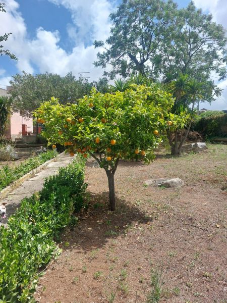 photo 15 Location entre particuliers Custonaci maison Sicile Trapani (province de) Jardin