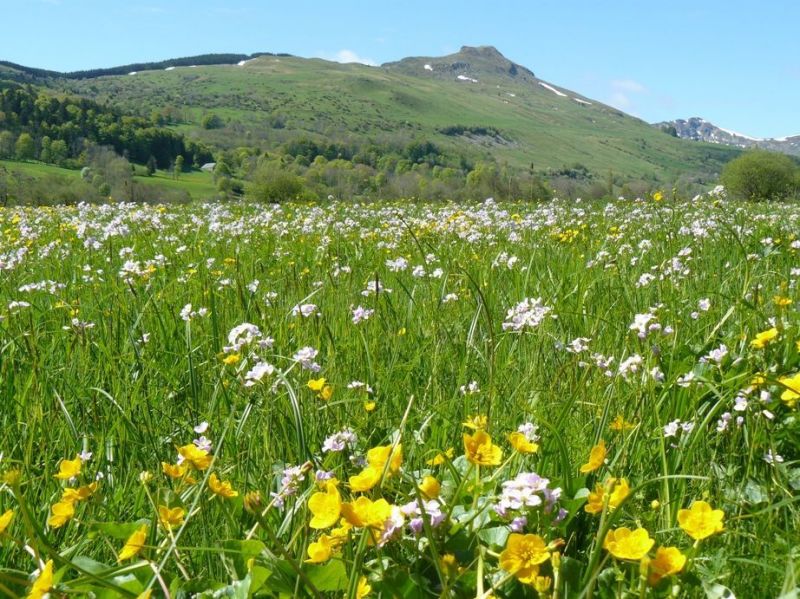 photo 26 Location entre particuliers Le Lioran gite Auvergne Cantal Vue  proximit