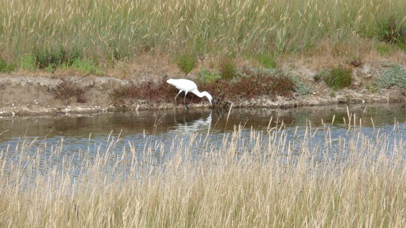 photo 19 Location entre particuliers Saint Georges d'Olron maison Poitou-Charentes Charente-Maritime Vue  proximit