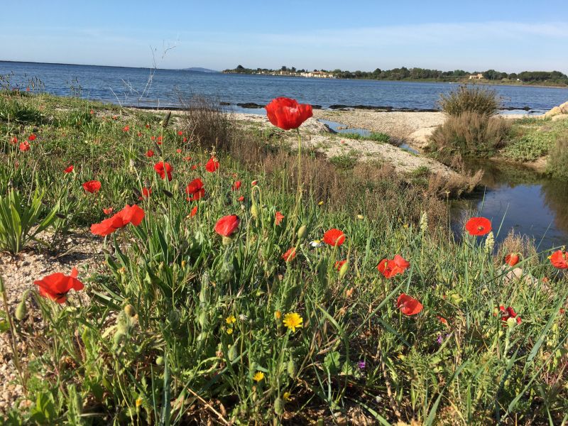 photo 28 Location entre particuliers Ste appartement Languedoc-Roussillon Hrault Vue autre