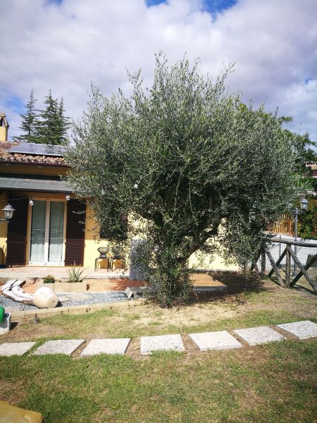 photo 8 Location entre particuliers Marotta maison Marches Pesaro Urbino (province de) Jardin