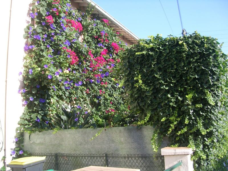 photo 1 Location entre particuliers Perpignan maison Languedoc-Roussillon Pyrnes-Orientales Balcon