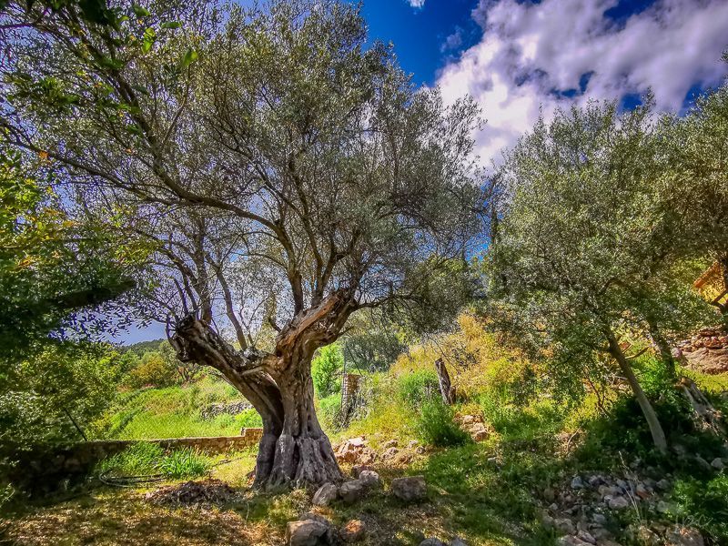 photo 1 Location entre particuliers Cuers studio Provence-Alpes-Cte d'Azur Var Vue depuis la location