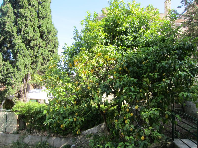 photo 4 Location entre particuliers Nice appartement Provence-Alpes-Cte d'Azur Alpes-Maritimes Vue de la terrasse