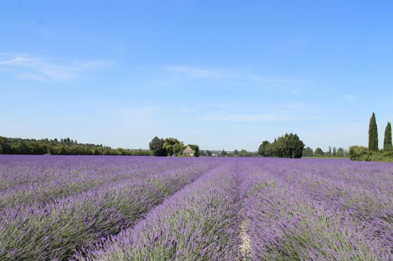 photo 21 Location entre particuliers Isle sur la Sorgue maison Provence-Alpes-Cte d'Azur Vaucluse Vue  proximit