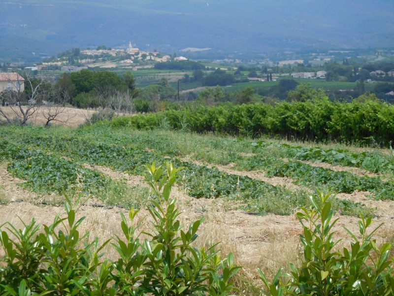 photo 19 Location entre particuliers Apt maison Provence-Alpes-Cte d'Azur Vaucluse Vue depuis la location