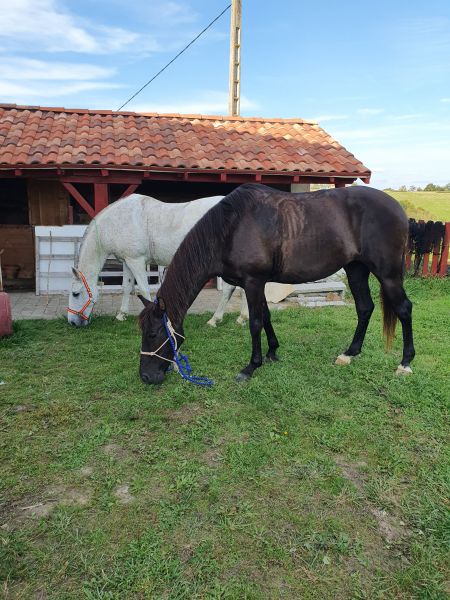 photo 18 Location entre particuliers La Bastide-Clairence maison Aquitaine Pyrnes-Atlantiques