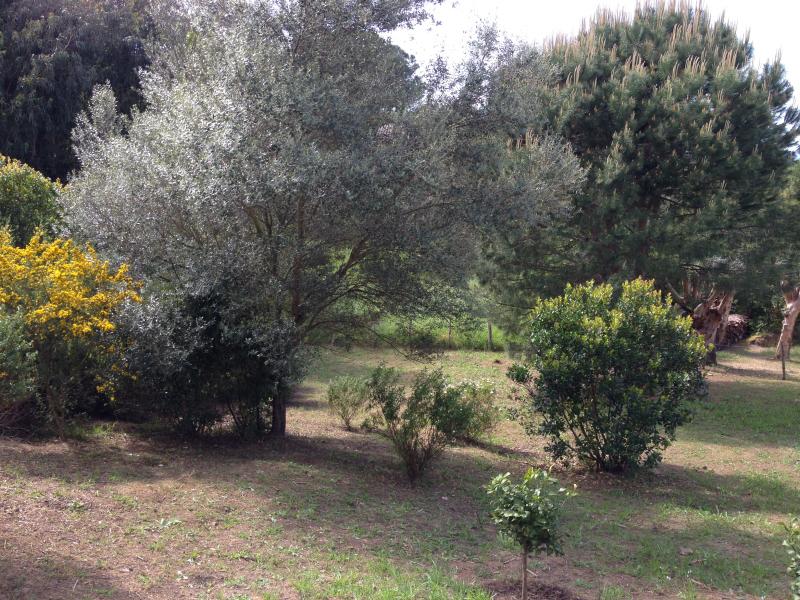 photo 24 Location entre particuliers Porticcio maison Corse Corse du Sud Jardin