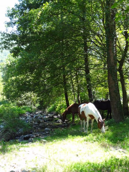 photo 19 Location entre particuliers Ussat les Bains gite Midi-Pyrnes Arige Vue  proximit