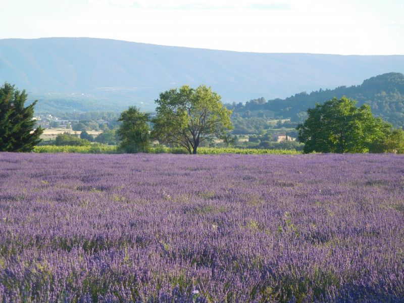 photo 9 Location entre particuliers Apt villa Provence-Alpes-Cte d'Azur Vaucluse Vue  proximit