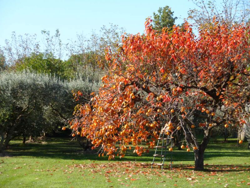 photo 18 Location entre particuliers Aix en Provence maison Provence-Alpes-Cte d'Azur Bouches du Rhne Jardin