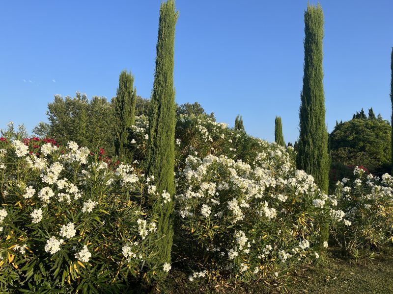 photo 15 Location entre particuliers Saint Rmy de Provence maison Provence-Alpes-Cte d'Azur Bouches du Rhne Jardin