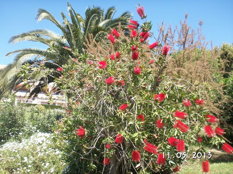 photo 12 Location entre particuliers Sainte Maxime appartement Provence-Alpes-Cte d'Azur Var Jardin