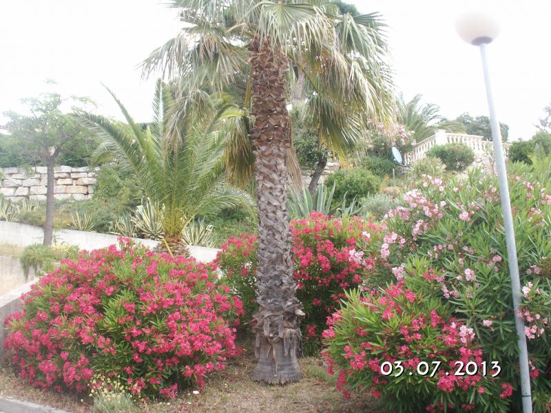 photo 17 Location entre particuliers Sainte Maxime appartement Provence-Alpes-Cte d'Azur Var Jardin