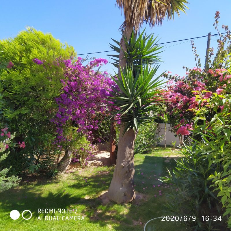 photo 21 Location entre particuliers Albufeira maison Algarve  Jardin
