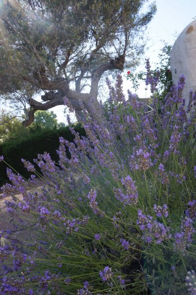 photo 21 Location entre particuliers Saint Raphael villa Provence-Alpes-Cte d'Azur Var Jardin