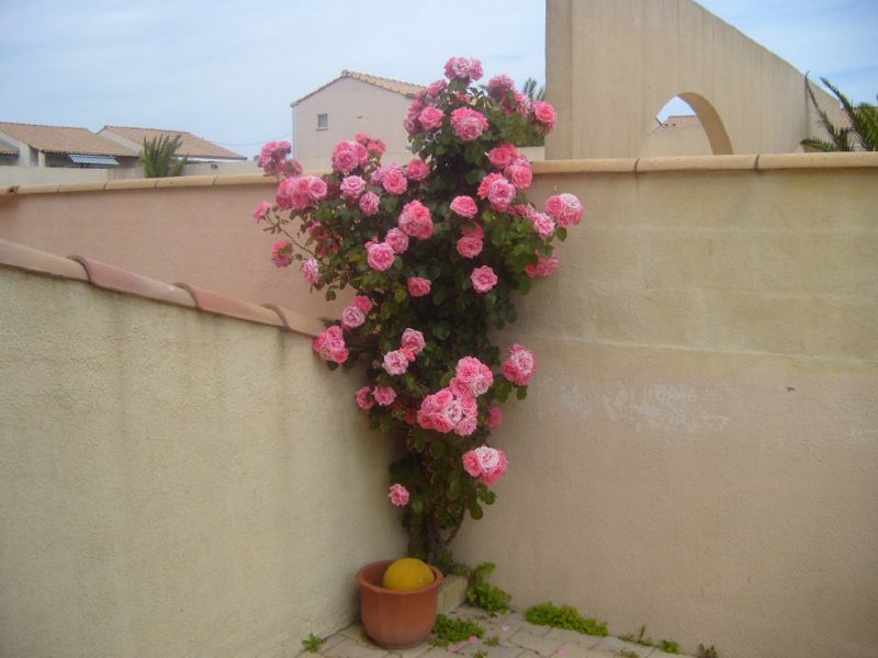 photo 21 Location entre particuliers Frontignan maison Languedoc-Roussillon Hrault Jardin