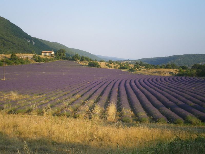 photo 9 Location entre particuliers Forcalquier gite Provence-Alpes-Cte d'Azur Alpes de Haute-Provence