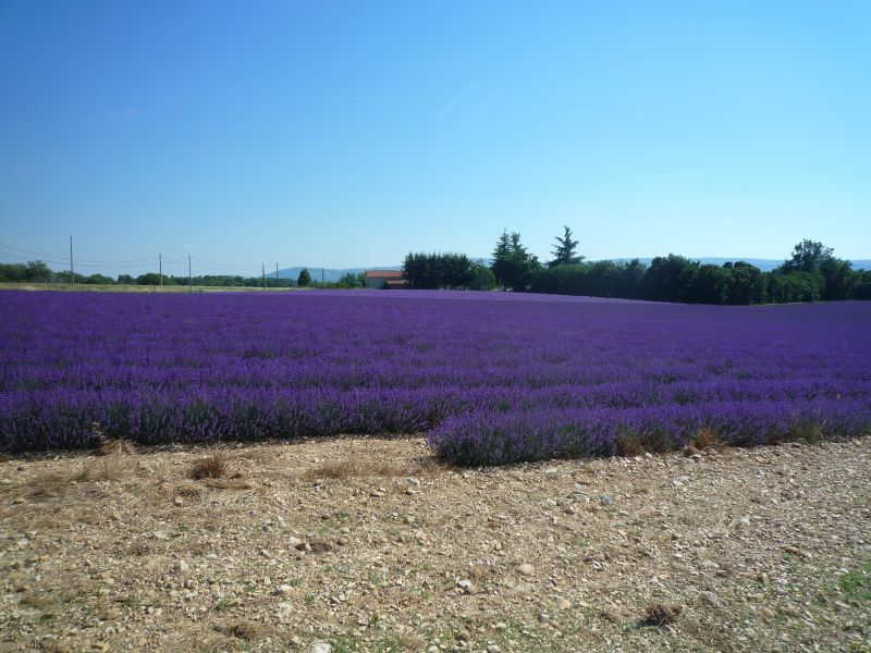 photo 14 Location entre particuliers Forcalquier gite Provence-Alpes-Cte d'Azur Alpes de Haute-Provence