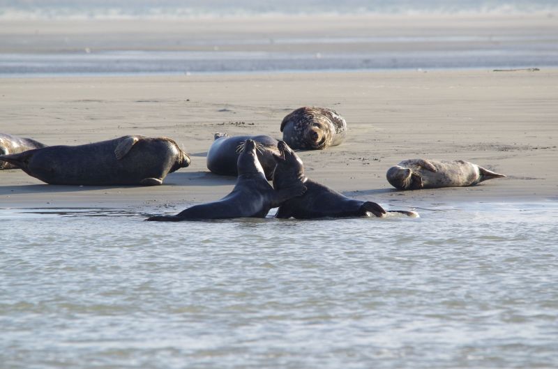 photo 18 Location entre particuliers Berck-Plage studio Nord-Pas de Calais Pas de Calais Plage