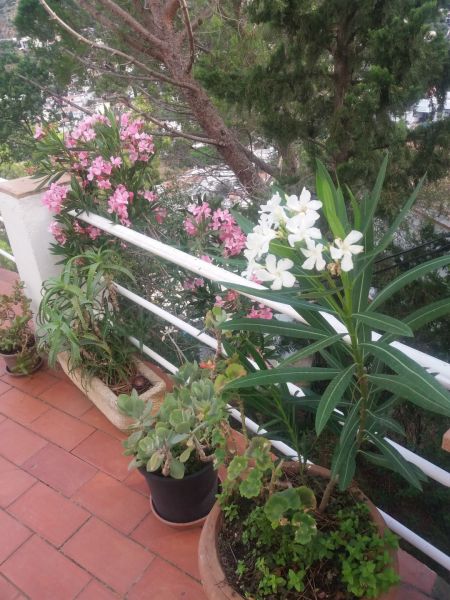 photo 11 Location entre particuliers Rosas appartement Catalogne Grone (province de) Terrasse