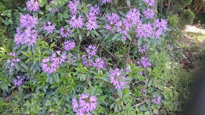 photo 17 Location entre particuliers Mont Saint Michel gite Basse-Normandie Manche Jardin