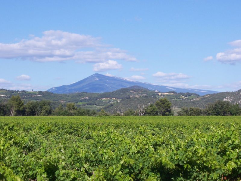 photo 4 Location entre particuliers Loriol-du-Comtat gite Provence-Alpes-Cte d'Azur Vaucluse Vue autre